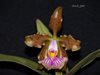 Cattleya Hybrids 